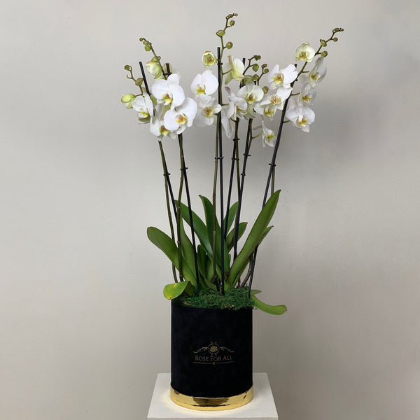 Orchid medium 1 - RoseForAll