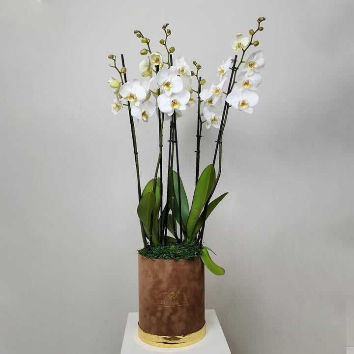 Orchid medium 5 - RoseForAll