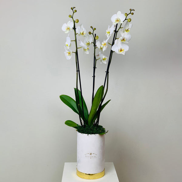 Orchid small 1 - RoseForAll