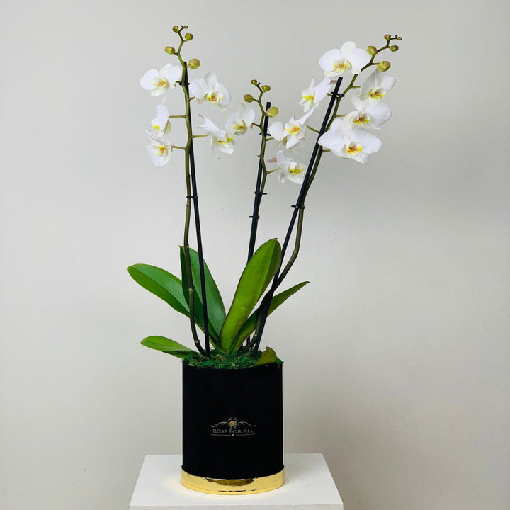 Orchid small 2 - RoseForAll