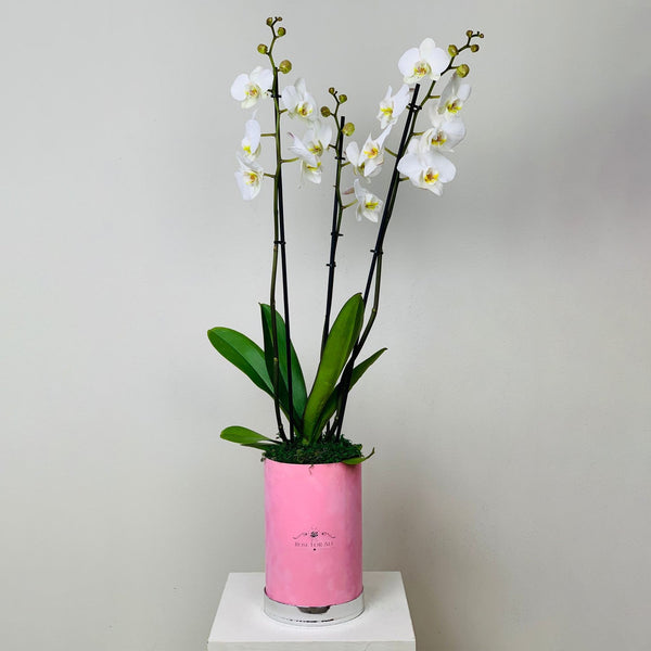 Orchid small 3 - RoseForAll