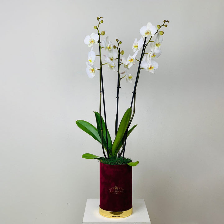 Orchid small 4 - RoseForAll